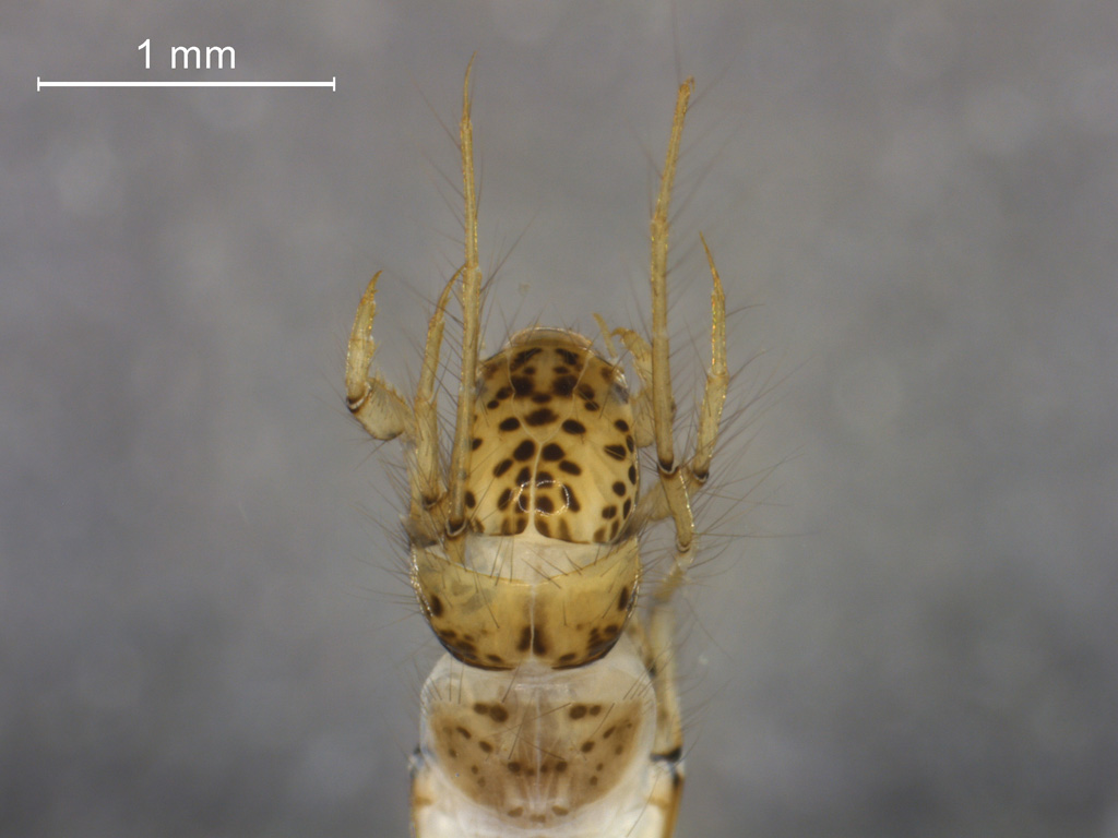 Ylodes detruncatus